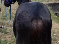Hengst, Dutch warmblood horse — Foto 3