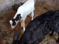 Cow, Limousin cow — photo 4