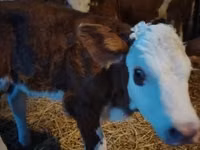 Bulle, Simmental cattle — Foto 1