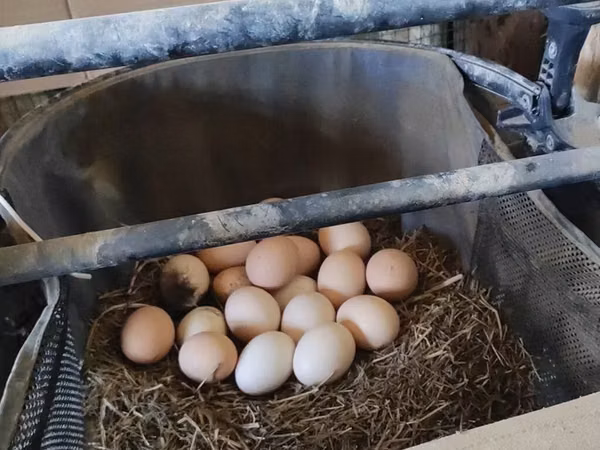 Chickens