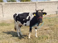 بقرة, Russian Black pied cattle — الصورة 7