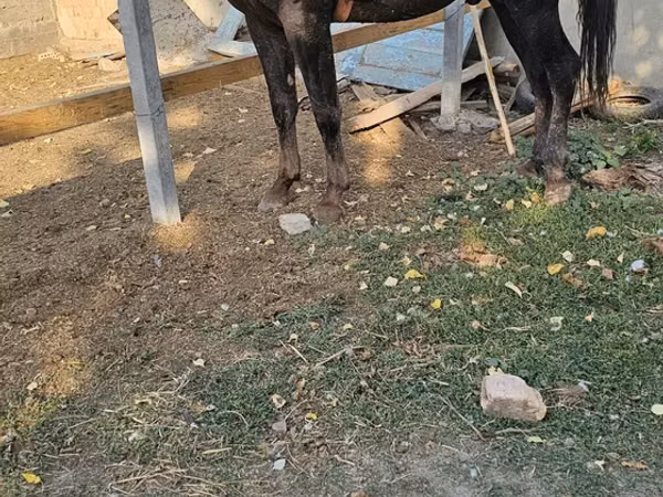 حصان, الخيول