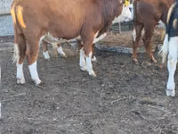 Toro, Ganado vacuno — foto 3