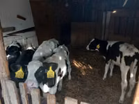 Bulle, Russian Black pied cattle — Foto 1