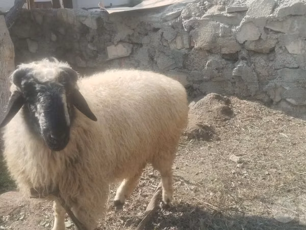 Widder, Blackheaded Persian sheep