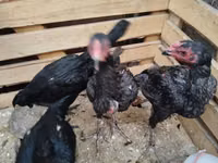 Chickens — Foto 3