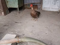үйрек тұқымды мускус тауық — 3-сурет
