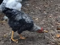 Chickens — Foto 4