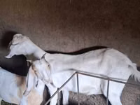 Ziege, Nubian Goat — Foto 6
