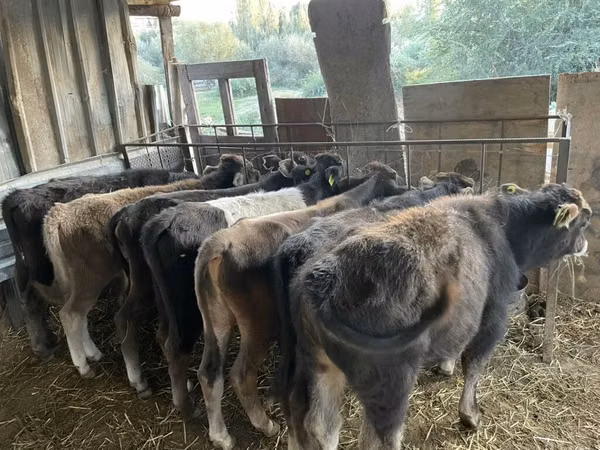 公牛, Cattle — 吉尔吉斯斯坦