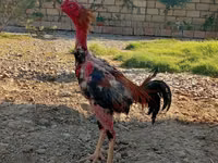 Chickens — الصورة 1