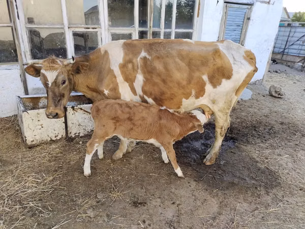गाय, Latvian Blue cattle — कज़ाखस्तान