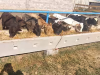 Kuh, Holstein-Rasse — Foto 7