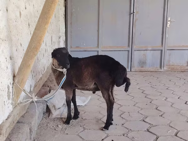 Кочкор, Койлор — Өзбекстан