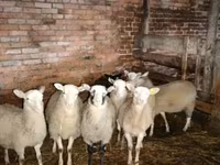 Qoʻchqor, Katum sheep — 1-rasm