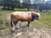 Bulle, Aubrac cattle — Foto 2