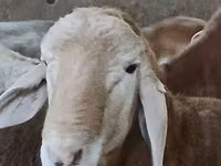 Кочкор, Арашан — сүрөт 7
