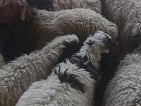 Кочкор, Койлор — сүрөт 5