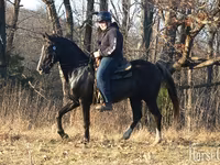 Hengst, Rocky Mountain Horse — Foto 4