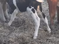 Bull, Holstein breed — photo 2