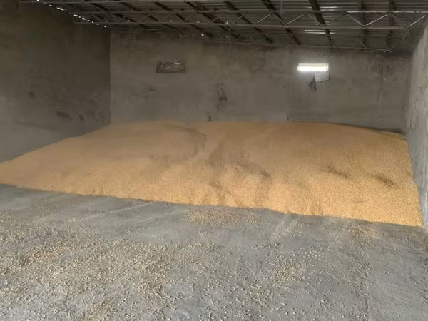 Кызыл жугору,чыгарылган влажность 12.7 % дареги Новониколаевка айылы