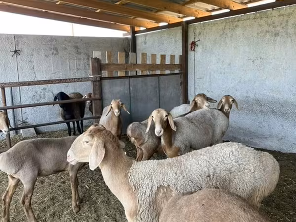 گوسفند
