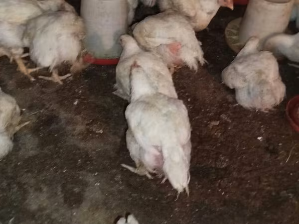 Chickens