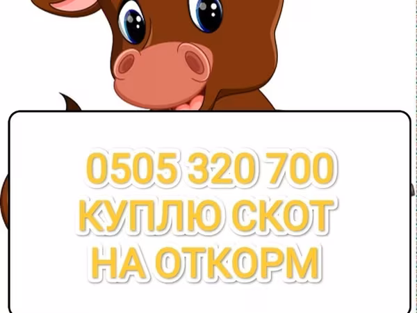 Rinder