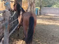 Horse (M), Horses — photo 2