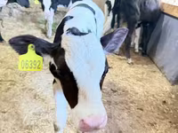 Bulle, Holstein-Rasse — Foto 1