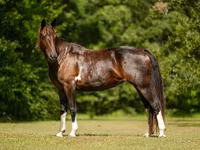 Бие, American paint horse — 7-сурет