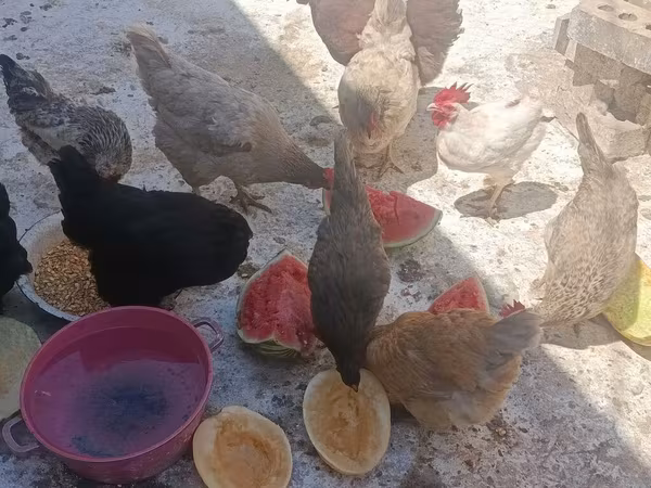 Chickens — Kirguistán