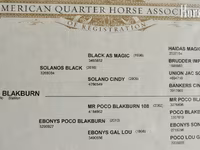 حصان, Quarter Horse — الصورة 4