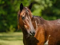 Бие, American paint horse — 5-сурет