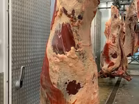 Toro, Ganado vacuno — foto 7