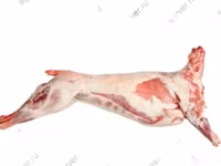 Qoʻchqor, Katum sheep — 3-rasm