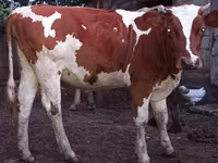 Уй, Сиырлар — сүрөт 1