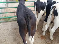 Bulle, Holstein-Rasse — Foto 3