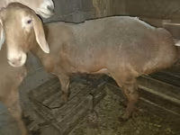 Oveja, Arashan sheep — foto 3
