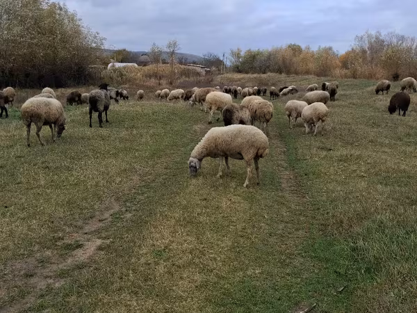 Sheep, Sheep