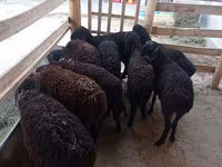 Schaf, Tajik sheep — Foto 1