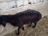 كبش, الأغنام — الصورة 8
