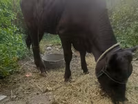 Vaca, Ganado vacuno — foto 2