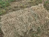 🌾 Сено после семенника 🌾 Продам сено, после обмолота. кастра Без — الصورة 5