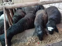 Qoʻchqor, Rhon sheep — 1-rasm