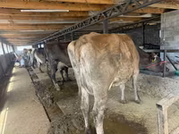 Vaca, Swiss cattle — foto 6