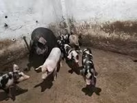 خنزير ذكر, الخنازير — الصورة 5