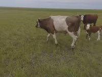 Бұқа, Russian Black pied cattle — 4-сурет