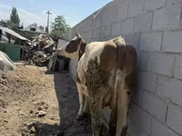 Vaca, Swiss cattle — foto 5