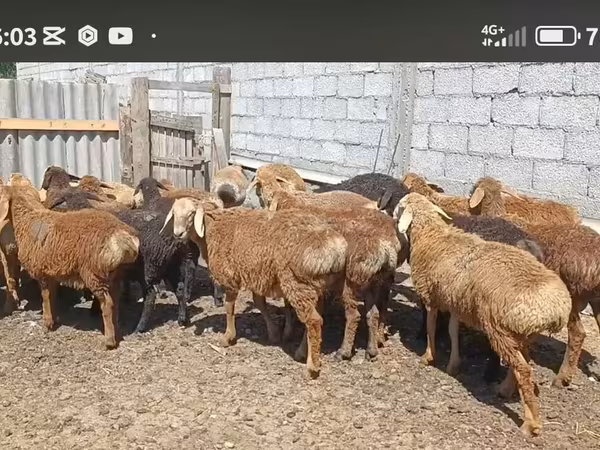 Кочкор, Казакча курдучтуу калың жүндүү кой — Кыргызстан